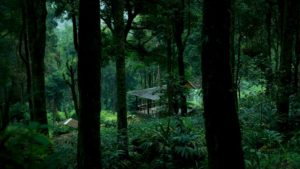 WAYANAD_FOREST_STAY_3